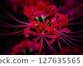 red spider lily 127635565
