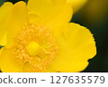 黃花 127635579
