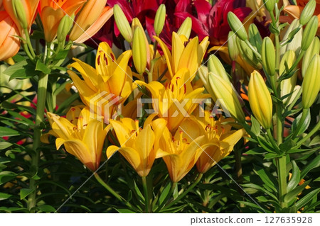 Yellow lily 127635928