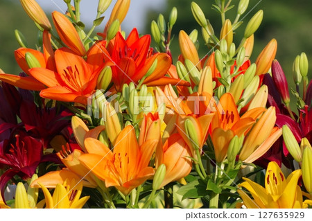 Lily flower 127635929