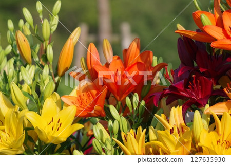 Colorful lily flowers 127635930