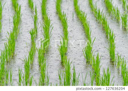 雨水澆灌的嫩綠稻苗 127636204