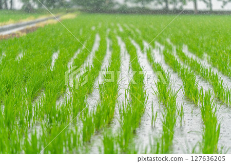 Green rice seedlings watered by rain 127636205