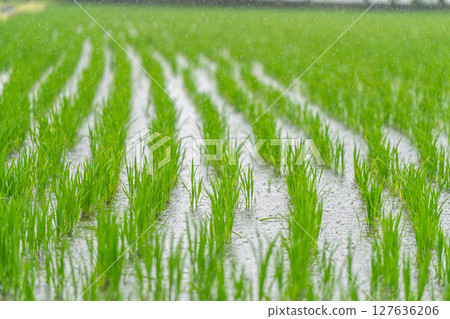 Green rice seedlings watered by rain Green rice seedlings watered by rain 127636206