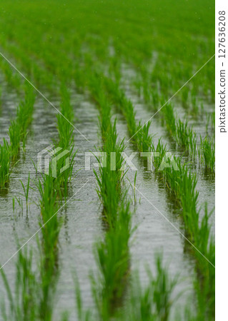 雨水澆灌的嫩綠稻苗 雨水澆灌的嫩綠稻苗 127636208