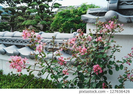 Summer in Kudoyama: Crape myrtle blooms Summer in Kudoyama: Crape myrtle blooms 127636426