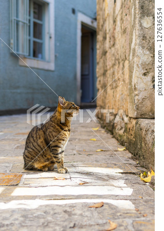 Tabby cat watching on stone wall 127636554