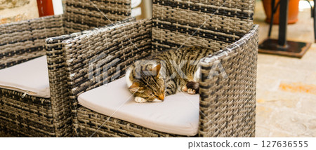 Tabby cat sleeping on outdoor rattan chair, banner with copy space. Relaxation, comfort, and cozy cafe terrace scene. 127636555