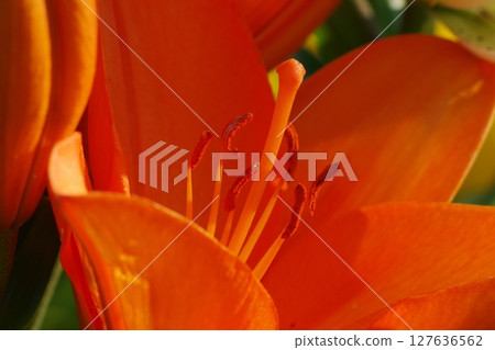 Orange lily Orange lily 127636562
