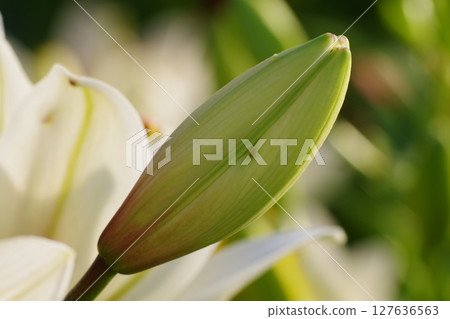 White lily flowers White lily flowers 127636563