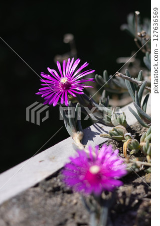 Pink Delosperma cooperi blossoms flower in garden 127636569