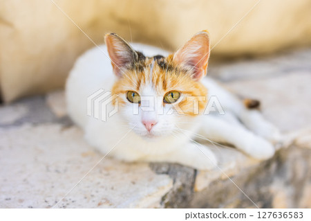 Close-up of calico cat resting on stone surface in soft natural light. Domestic pet, calm expression, and peaceful outdoor moment. 127636583