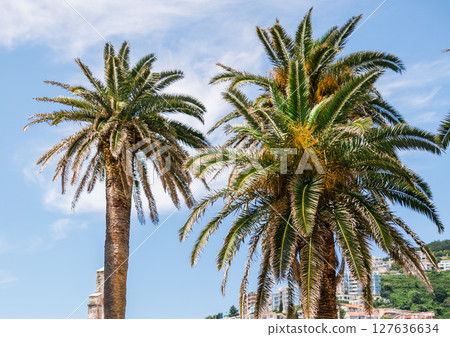 Palm trees in the old town square on a sunny day. Travel, summer holidays, and scenic coastal architecture. Montenegro, Budva 127636634