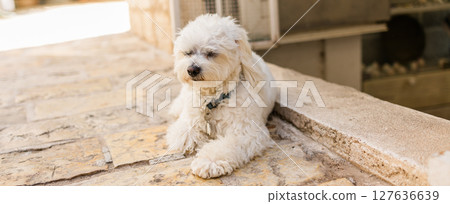 Relaxed dog sleeping, cute puppy dog face sleeping outdoor, tired or exhausted. Banner with copy space Relaxed dog sleeping, cute puppy dog face sleeping outdoor, tired or exhausted. Banner with copy space 127636639