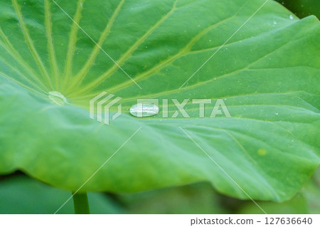 Crystal clear water drops on green lotus leaves Crystal clear water drops on green lotus leaves 127636640