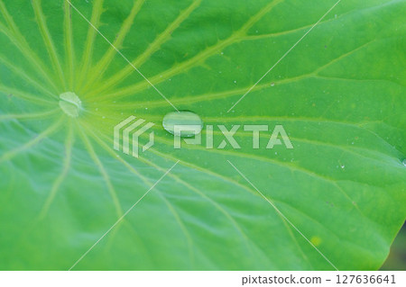綠色荷葉上的晶瑩水珠 綠色荷葉上的晶瑩水珠 127636641