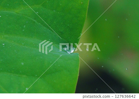 Crystal clear water drops on green lotus leaves Crystal clear water drops on green lotus leaves 127636642