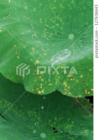 綠色荷葉上的晶瑩水珠 綠色荷葉上的晶瑩水珠 127636643