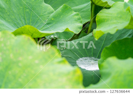 Crystal clear water drops on green lotus leaves 127636644