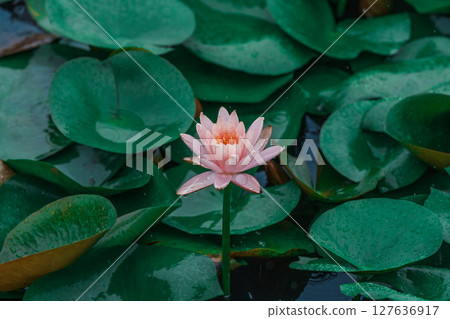 雨中的綠色荷葉和粉紅色睡蓮 雨中的綠色荷葉和粉紅色睡蓮 127636917