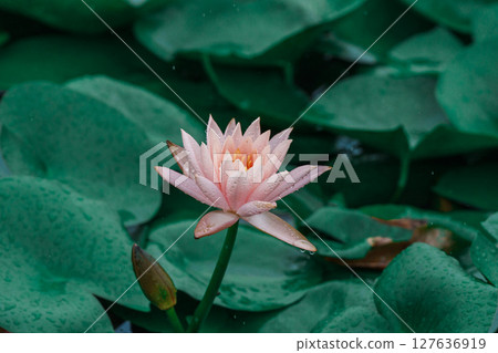 雨中的綠色荷葉和粉紅色睡蓮 127636919