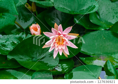 雨中的綠色荷葉和粉紅色睡蓮 127636921