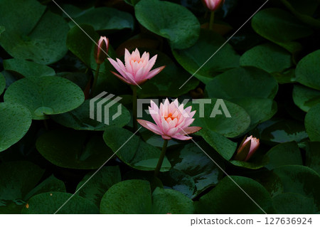 Green lotus leaves and pink water lilies in the rain Green lotus leaves and pink water lilies in the rain 127636924