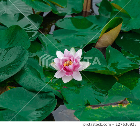 雨中的綠色荷葉和粉紅色睡蓮 127636925