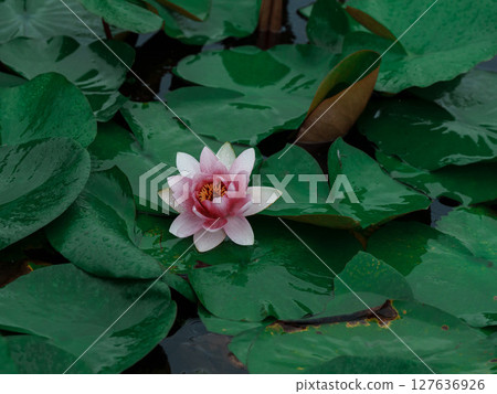 Green lotus leaves and pink water lilies in the rain 127636926