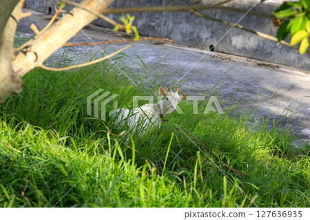 Okinawa: Goats in the grass Okinawa: Goats in the grass 127636935
