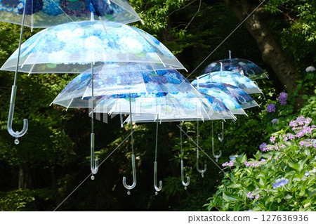 柳谷觀音的繡球花和傘狀天空 127636936