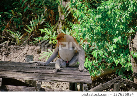 Proboscis Monkey in Borneo rainforest Sandakan Malaysia. Long-nosed monkey. It is endemic to Borneo. 127636954