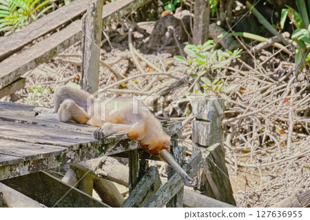 Proboscis Monkey in Borneo rainforest Sandakan Malaysia. Long-nosed monkey. It is endemic to Borneo. Proboscis Monkey in Borneo rainforest Sandakan Malaysia. Long-nosed monkey. It is endemic to Borneo. 127636955