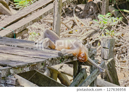 Proboscis Monkey in Borneo rainforest Sandakan Malaysia. Long-nosed monkey. It is endemic to Borneo. Proboscis Monkey in Borneo rainforest Sandakan Malaysia. Long-nosed monkey. It is endemic to Borneo. 127636956