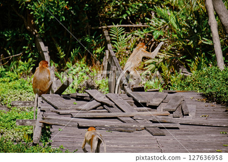 Proboscis Monkey in Borneo rainforest Sandakan Malaysia. Long-nosed monkey. It is endemic to Borneo. Proboscis Monkey in Borneo rainforest Sandakan Malaysia. Long-nosed monkey. It is endemic to Borneo. 127636958