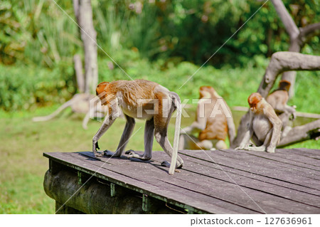 Proboscis Monkey in Borneo rainforest Sandakan Malaysia. Long-nosed monkey. It is endemic to Borneo. 127636961
