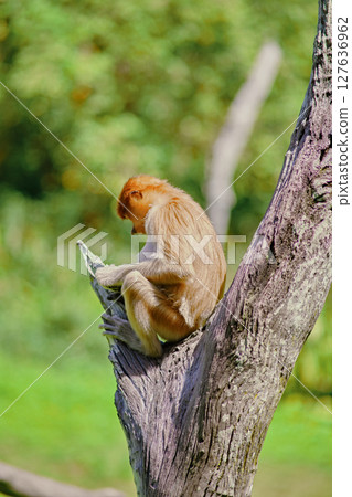 Proboscis Monkey in Borneo rainforest Sandakan Malaysia. Long-nosed monkey. It is endemic to Borneo. 127636962