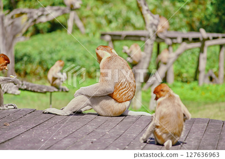 Proboscis Monkey in Borneo rainforest Sandakan Malaysia. Long-nosed monkey. It is endemic to Borneo. 127636963
