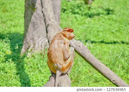 Proboscis Monkey in Borneo rainforest Sandakan Malaysia. Long-nosed monkey. It is endemic to Borneo. Proboscis Monkey in Borneo rainforest Sandakan Malaysia. Long-nosed monkey. It is endemic to Borneo. 127636965