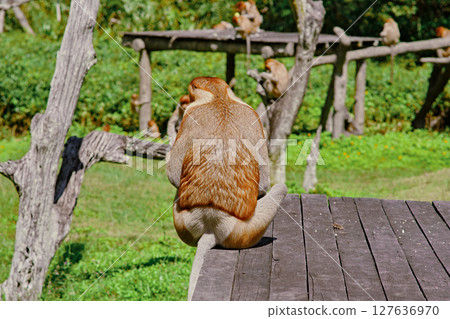 Proboscis Monkey in Borneo rainforest Sandakan Malaysia. Long-nosed monkey. It is endemic to Borneo. Proboscis Monkey in Borneo rainforest Sandakan Malaysia. Long-nosed monkey. It is endemic to Borneo. 127636970