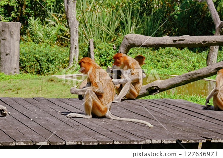 Proboscis Monkey in Borneo rainforest Sandakan Malaysia. Long-nosed monkey. It is endemic to Borneo. Proboscis Monkey in Borneo rainforest Sandakan Malaysia. Long-nosed monkey. It is endemic to Borneo. 127636971