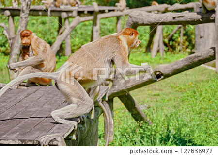 Proboscis Monkey in Borneo rainforest Sandakan Malaysia. Long-nosed monkey. It is endemic to Borneo. Proboscis Monkey in Borneo rainforest Sandakan Malaysia. Long-nosed monkey. It is endemic to Borneo. 127636972