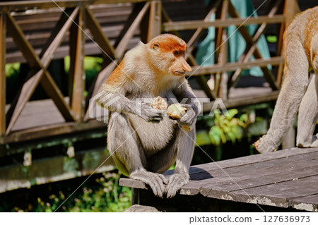 Proboscis Monkey in Borneo rainforest Sandakan Malaysia. Long-nosed monkey. It is endemic to Borneo. Proboscis Monkey in Borneo rainforest Sandakan Malaysia. Long-nosed monkey. It is endemic to Borneo. 127636973
