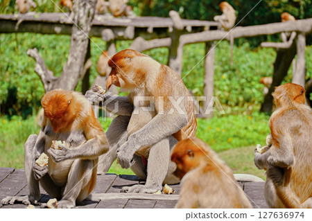 Proboscis Monkey in Borneo rainforest Sandakan Malaysia. Long-nosed monkey. It is endemic to Borneo. 127636974
