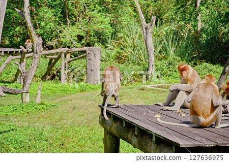 Proboscis Monkey in Borneo rainforest Sandakan Malaysia. Long-nosed monkey. It is endemic to Borneo. Proboscis Monkey in Borneo rainforest Sandakan Malaysia. Long-nosed monkey. It is endemic to Borneo. 127636975