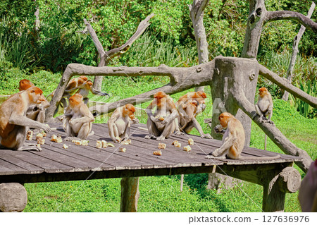 Proboscis Monkey in Borneo rainforest Sandakan Malaysia. Long-nosed monkey. It is endemic to Borneo. Proboscis Monkey in Borneo rainforest Sandakan Malaysia. Long-nosed monkey. It is endemic to Borneo. 127636976
