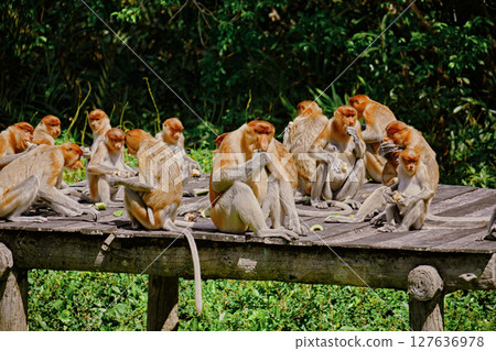 Proboscis Monkey in Borneo rainforest Sandakan Malaysia. Long-nosed monkey. It is endemic to Borneo. Proboscis Monkey in Borneo rainforest Sandakan Malaysia. Long-nosed monkey. It is endemic to Borneo. 127636978