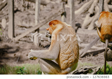 Proboscis Monkey in Borneo rainforest Sandakan Malaysia. Long-nosed monkey. It is endemic to Borneo. 127636983