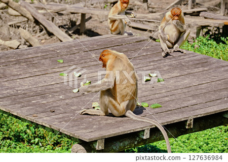 Proboscis Monkey in Borneo rainforest Sandakan Malaysia. Long-nosed monkey. It is endemic to Borneo. Proboscis Monkey in Borneo rainforest Sandakan Malaysia. Long-nosed monkey. It is endemic to Borneo. 127636984