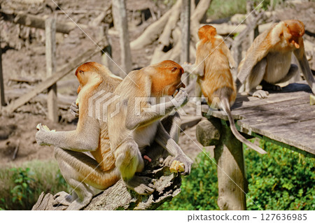 Proboscis Monkey in Borneo rainforest Sandakan Malaysia. Long-nosed monkey. It is endemic to Borneo. 127636985